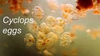 Copepod eggs [upl. by Onileba618]