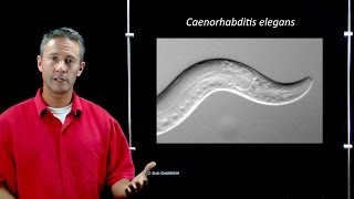 Online Developmental Biology Introduction to C elegans [upl. by Notnarb]