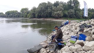 UŽIVO SA VODE  feeder pecanje krupne deverike na Dunavu kod Bezdana [upl. by Care]