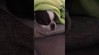 Chillmodus on🥰 gürkchen bostonterrier frenchbulldog frechbulldog cutepets love dogs pets [upl. by Cinemod]