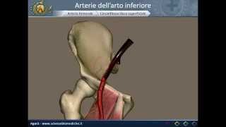 Apparato cardiocircolatorio 20 Arterie dellarto inferiore [upl. by Polash430]