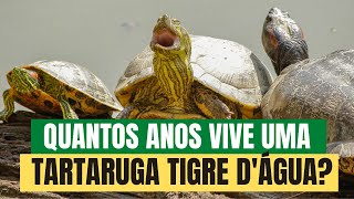 5 CURIOSIDADES SOBRE AS TARTARUGAS TIGRES DÁGUA [upl. by Stetson]