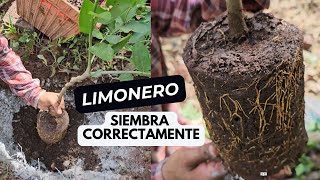 Siembra tus cítricos correctamente para tener plantas que produzcan rápido [upl. by Topping]