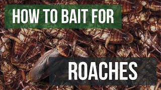 How to Bait For Cockroaches Gel Baits [upl. by Adekam798]