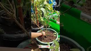 Virajaji caring tips youtubeshorts shorts organicfarming [upl. by Otti249]