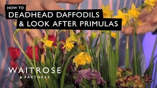 How To Deadhead Daffodils And Look After Primulas  Waitrose [upl. by Sheeb]