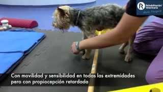 Rehabilitación Veterinaria Lesión medular cervical [upl. by Oinigih]