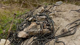 THOUSANDS of garter snakes mating INCREDIBLE nature nationalgeographic manitoba [upl. by Gnem]