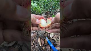 Cutting a nephelium lappaceum fruit 🍉🥑🥝🍠🔪 shorts fruit [upl. by Morette]