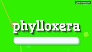 PHYLLOXERA  HOW TO PRONOUNCE IT [upl. by Bat]