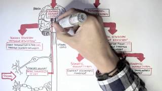 Neurology  Divisions of the Nervous System [upl. by Arze]