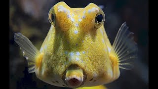 Longhorn cowfish 🐡 [upl. by Nickola]