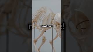 Freaky Animal Skeletons You Wont Believe facts shorts mindbloing [upl. by Milde358]