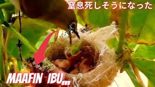 Induk Panik Bayi Burung Hampir Mati  Zosterops Bird [upl. by Jennilee]