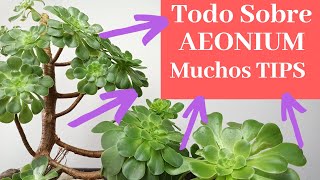 Todo Sobre Aeonium Arboreum TIPS Cuidados Y Reproducción [upl. by Awuhsoj]