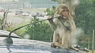 Monkeys Damage Cars at Longleat Safari Park [upl. by Aseram]