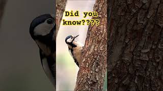 lesserspottedwoodpecker birdmysteries science birds nature wildlife woodpeckerfacts [upl. by Meesan]