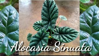 Alocasia Sinuataits journey of revival ❤️ [upl. by Eilahs]