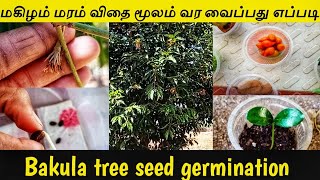 மகிழம் மரம் விதை மூலம் வர வைப்பது எப்படி How to germinate Mimusops elengi from seed Young Vivasayi [upl. by Eadwine739]