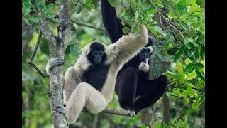 Gibbons singing [upl. by Comfort213]