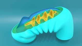 3D Embryology of Pharyngeal arches Pharyngeal Pouches Pharyngeal clefts and Pharyngeal Apparatus [upl. by Ama]