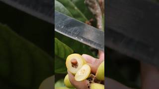 Delicious loquat fruit😋 cutting youtube short [upl. by Naitsirc]