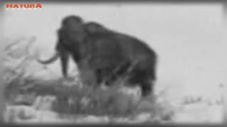 Un Mamut lanudo filmado vivo en 1943 en Siberia ¿Verdadero o falso [upl. by Ailat]