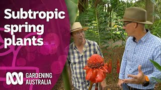 Zingiberales options for colour in subtropical spring settings  Discovery  Gardening Australia [upl. by Harifaz]