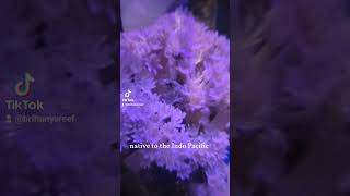 Pulsing Xenia coral reef aquarium [upl. by Ifill]