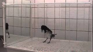 MirrorInduced Behavior in the Magpie Pica pica Evidence of SelfRecognition 1 [upl. by Weight]