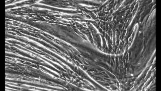 C2C12 muscle fiber contraction [upl. by Inahpets]