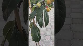 Mini loquat plant loquat fruit gardening [upl. by Gies]