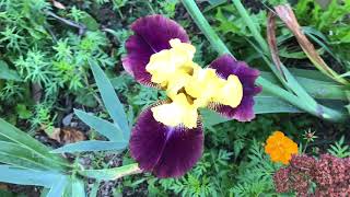 Planted pugster blue butterfly bush and two vanilla strawberry hydrangea [upl. by Suoirtemed]