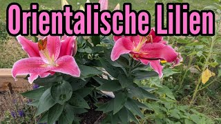 Orientalische Lilien pflegen gießen düngen schneiden vermehren überwintern Lilium Oriental [upl. by Ainslie]