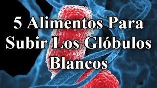 TOP 5  Alimentos Para Subir Los Glóbulos Blancos 👍 [upl. by Schuh]