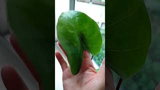 Heart leaf shape green plants vase shortviralyt shortvideo [upl. by Eyar]