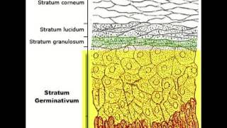 The Epidermis [upl. by Ezri]