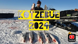 My First YouTube Video  Kotzebue Alaska Giant Sheefish Through The Ice [upl. by Barton]