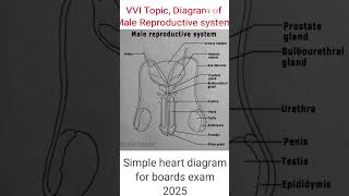 Simple Diagram of Male Reproductive System Explained for Class 10 Studentsshortsytshortscbse [upl. by Rurik]