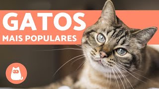 Top 10 raças de GATOS mais POPULARES do MUNDO [upl. by Nidnerb]