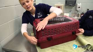 How to Put Your Cat in the Carrier [upl. by Thirzia]