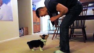 TRAINING MY CORGI PUPPY  Life After College Ep 338 [upl. by Rinum]