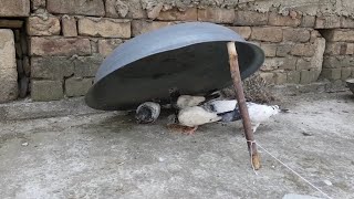 Easy Pigeon Trap  How To Catch Pigeon At Home Bird trap [upl. by Eahsan]