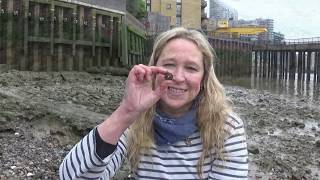 Mudlarking the River Thames  A very hard to access part of the foreshore [upl. by Meng327]