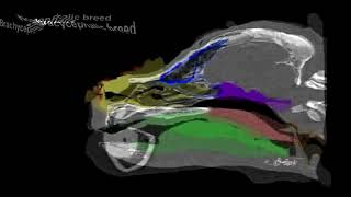 Brachycephalic CT scans [upl. by Autumn395]