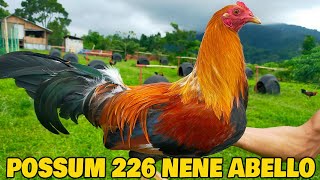 Nene Abello Possum 226 Sweater Bloodlines  DoubleR Farm Rodel Pangandian [upl. by Reivaxe920]