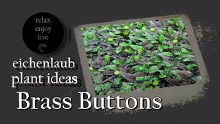 Landscaping Ideas  groundcover  Brass Buttons [upl. by Emmons]