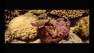 Stonefish vs Scorpionfish [upl. by Volotta]