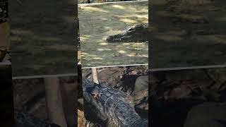 🐊 El Caimán Negro 🐊 Un Depredador Imponente del Amazonas [upl. by Aifoz]