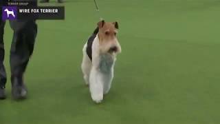 Fox Terriers Wire  Breed Judging 2020 [upl. by Eydie862]